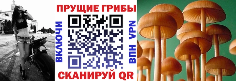 Галлюциногенные грибы Magic Shrooms  Купить закладки  Малоархангельск 